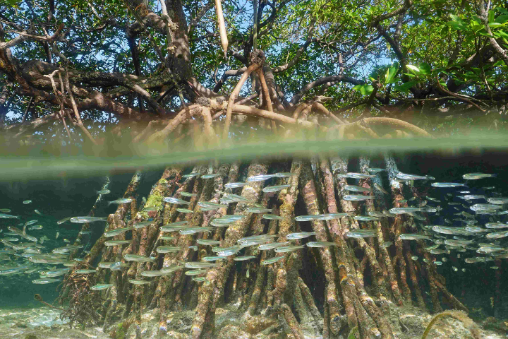 A school of fish swims amid mangrove roots.