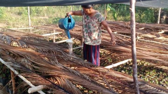 A woman pours water over seedlings for a Philippines tree restoration initiative. 