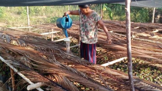 A woman pours water over seedlings for a Philippines tree restoration initiative.