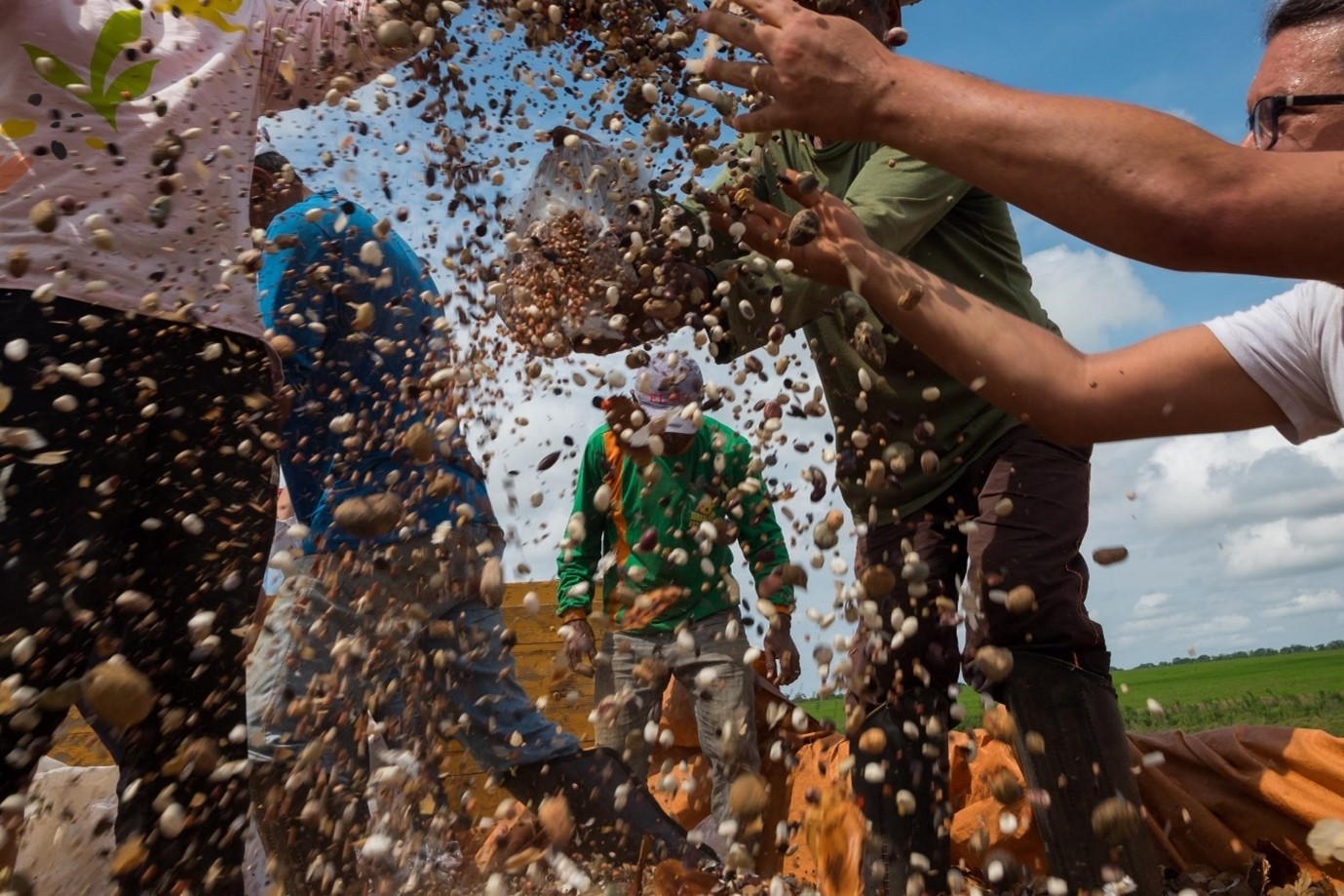 A técnica de cultivo conhecida como muvuca compreende o plantio de uma grande mistura de sementes para produzir plantas nativas, restaurando o solo de áreas degradadas e cultivando florestas diversificadas. Aqui, trabalhadores preparam sementes para espalhar uma muvuca em uma área de restauração fora do Parque Indígena do Xingu, no estado de Mato Grosso. (Foto: Inaê Brandão / Conservation International)