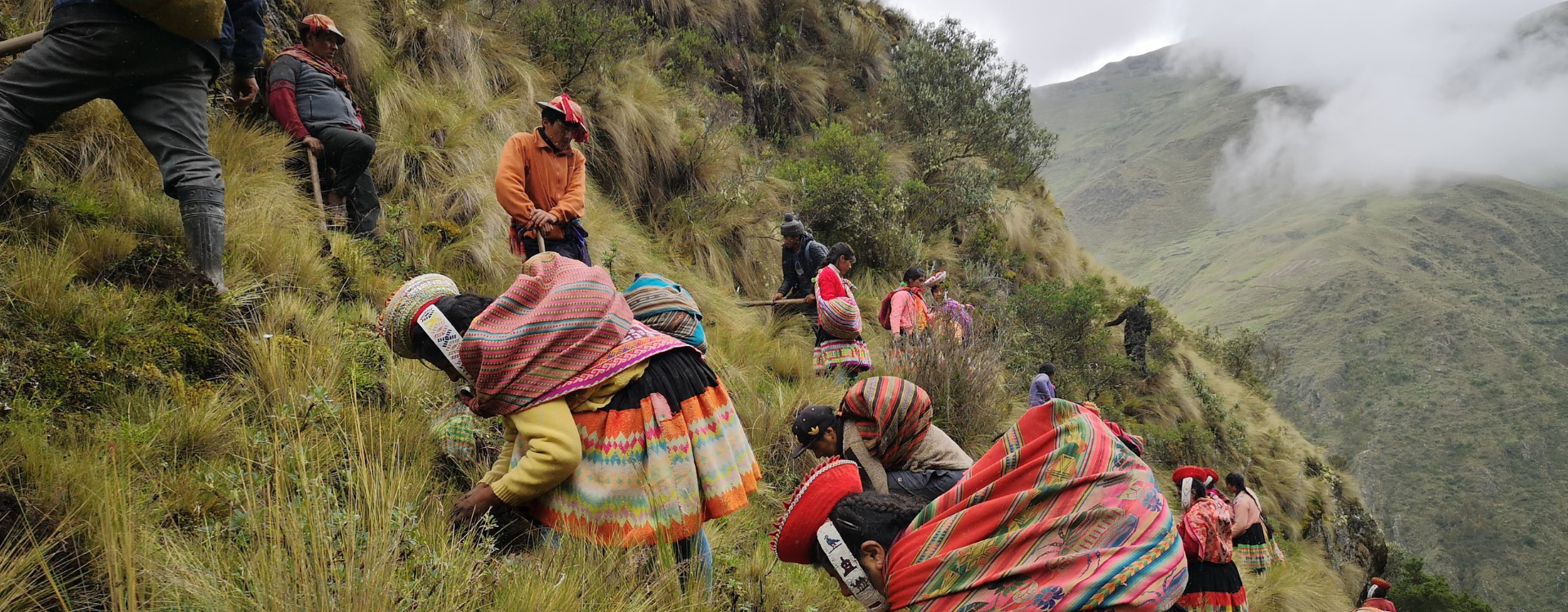 Members of Indigenous communities climb up a steep hillside in the Andes with saplings.
