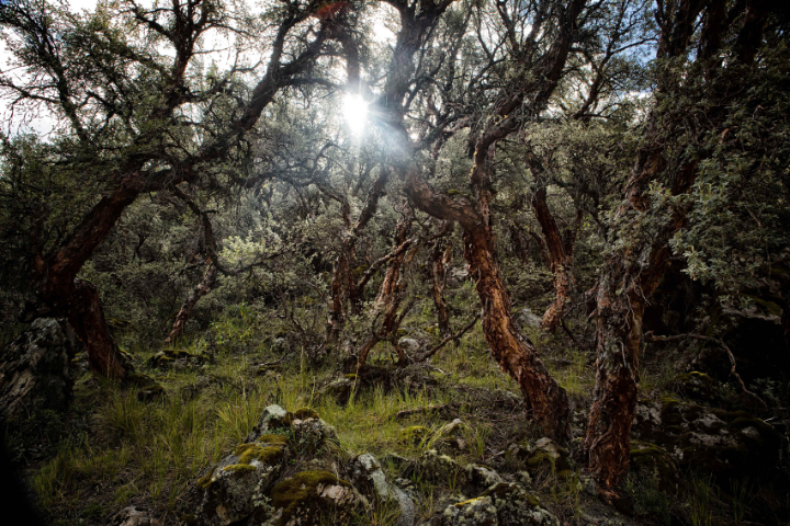 The ancient Polylepsis trees of the high Andes with sunlight filtering through the leaves.