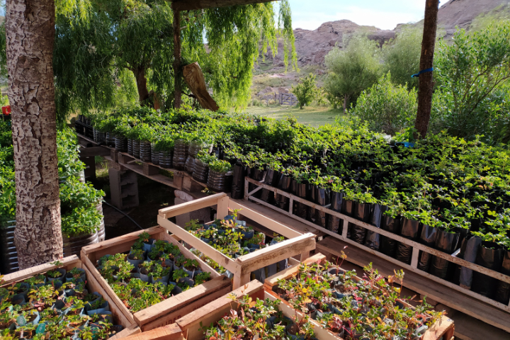 Nursery with Polylepsis seedlings ready for planting