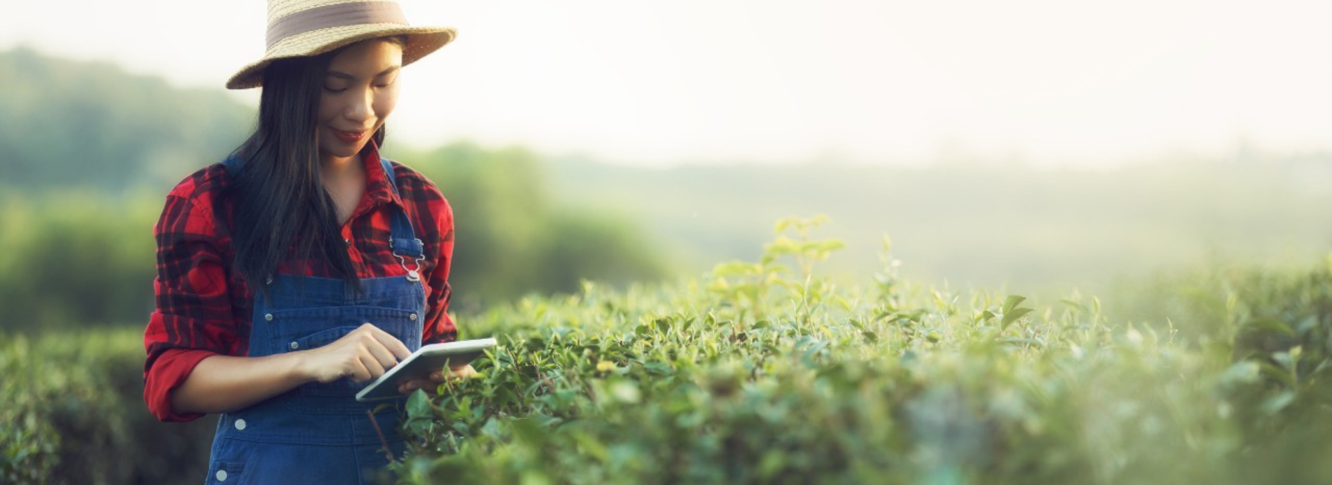 A farmer looks at a tablet while standing in a field. 