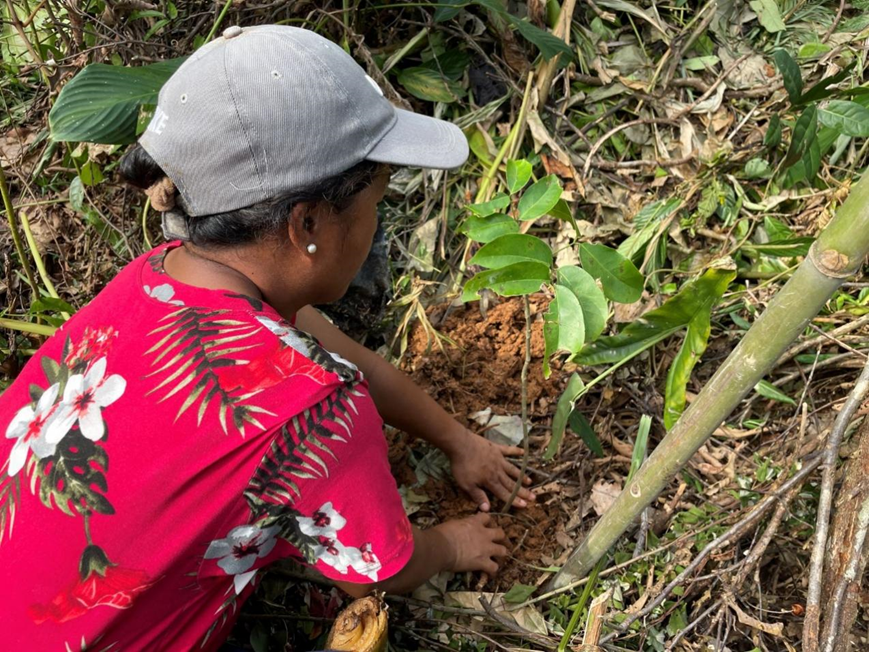 菲律宾以生物多样性而闻名,是全球17大“巨丰生物多样性”国家之一,该国的森林和海洋能够吸收巨量的碳元素。但经济的加速发展以及其它因素正在破坏其生物多样性。植树造林是保护这些生态系统的一大对策。(图源:保护国际基金会(菲律宾))