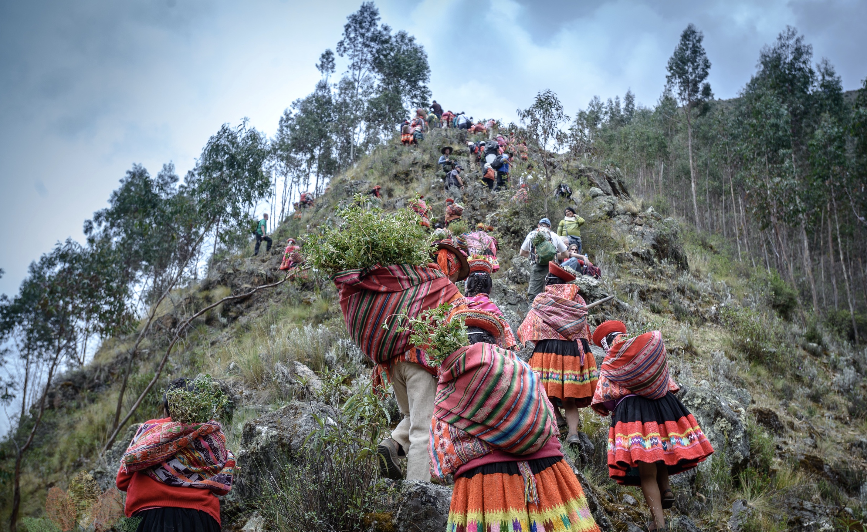 Members of Indigenous communities climb up a steep hillside in the Andes with saplings.