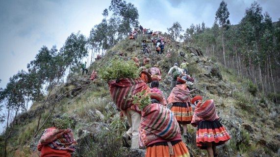 Members of Indigenous communities climb up a steep hillside in the Andes with saplings.