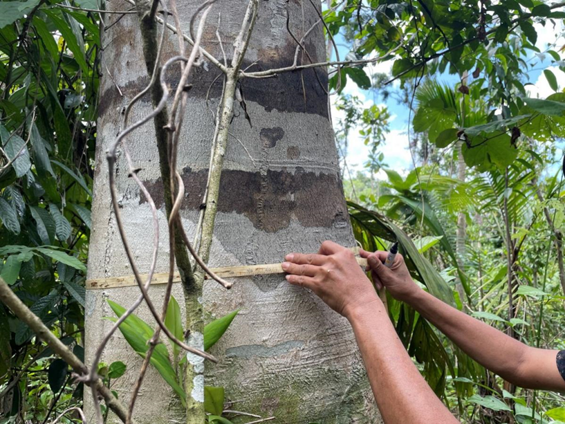 对于评估像“无价星球联盟”这样的植被恢复项目所带来的真正影响而言,亲历亲为实施监测至关重要。(图源:保护国际基金会(菲律宾))