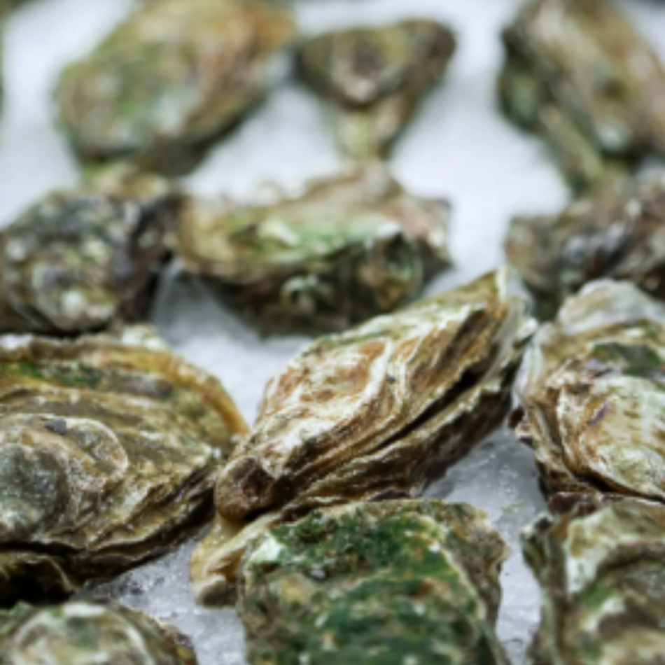 Oysters on ice.